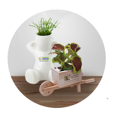 Desktop Plants Desktop Plants